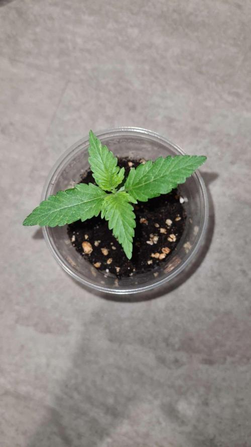 Chem Brulee Auto (Zamnesia Seeds). Week 2