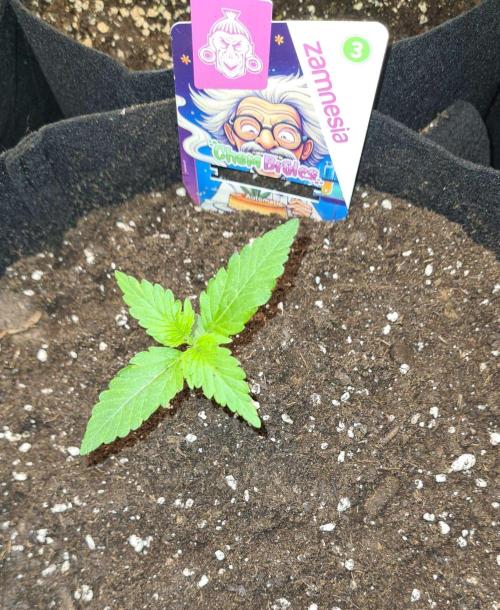 Chem Brulee Auto (Zamnesia Seeds). Week 2