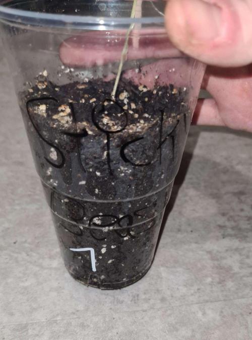 Sticky Beast Auto (Zamnesia Seeds). Week 2
