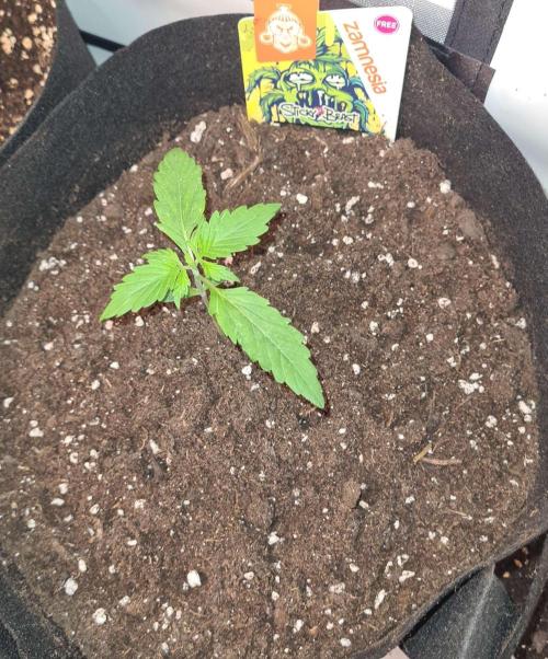 Sticky Beast Auto (Zamnesia Seeds). Week 2