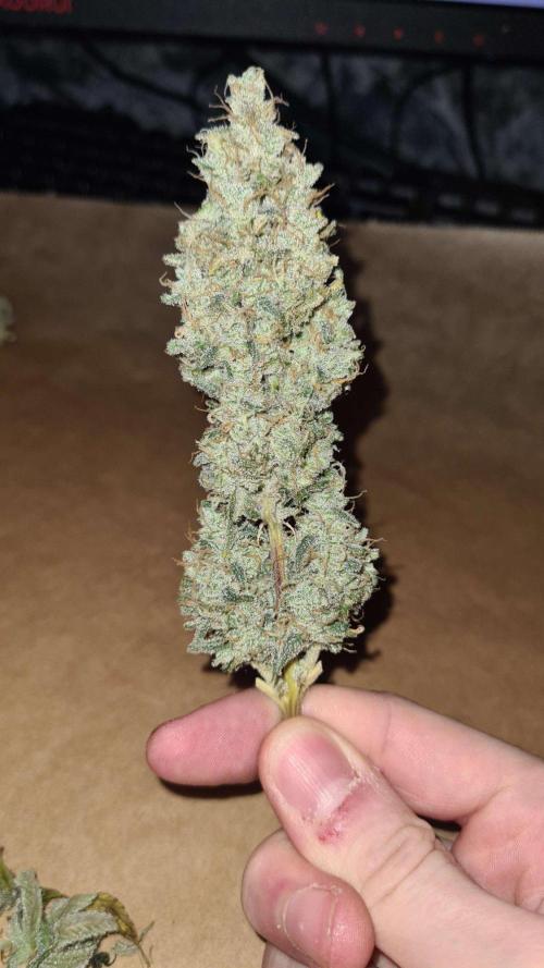 VzH / Gear 5. Week 11 - pheno # 1