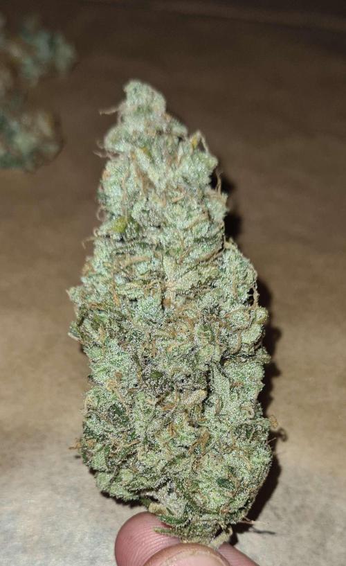 VzH / Gear 5. Week 11 - pheno # 1