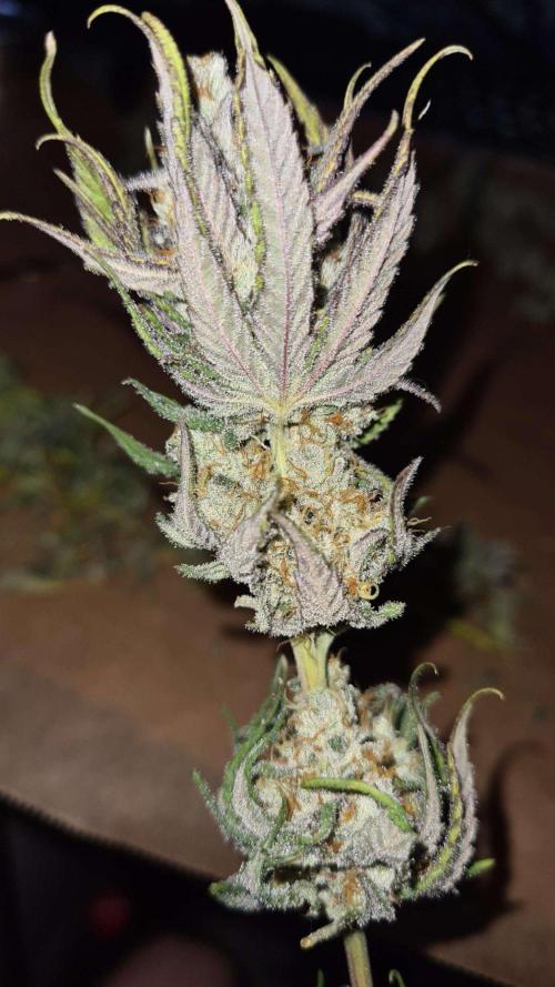VzH / Gear 5. Week 11 - pheno # 2