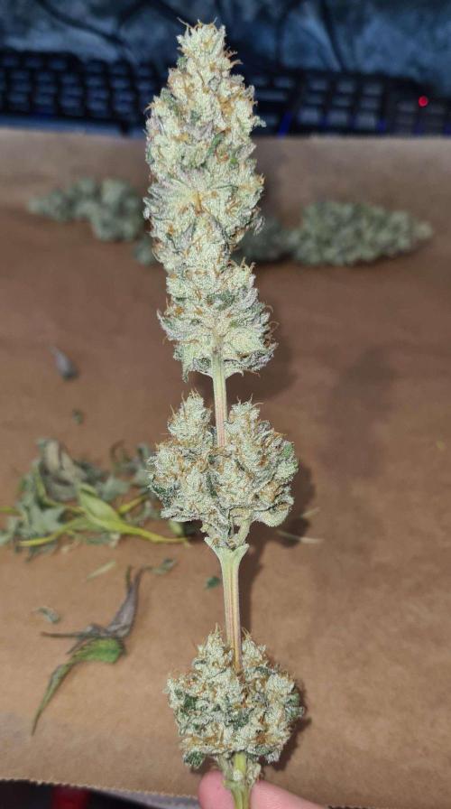 VzH / Gear 5. Week 11 - pheno # 2
