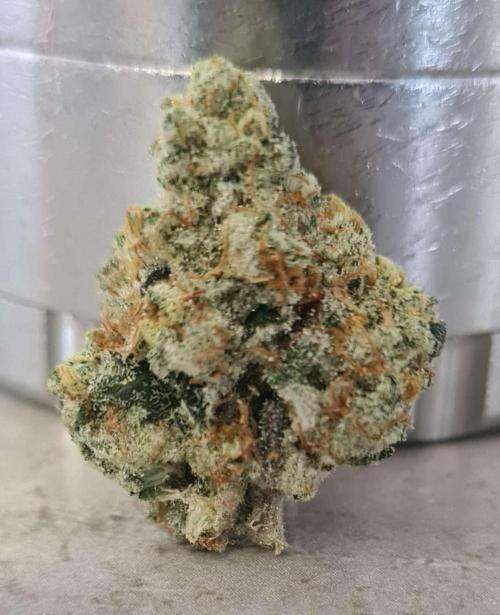 VzH / Gear 5. Week 11 - pheno # 2