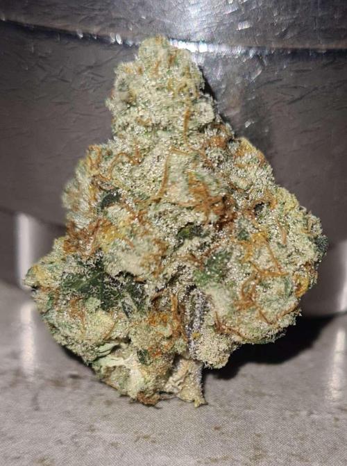 VzH / Gear 5. Week 11 - pheno # 2
