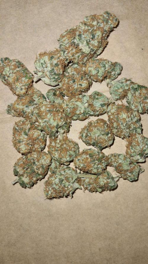 VzH / Key Lime. Week 11