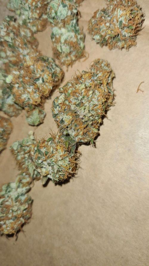 VzH / Key Lime. Week 11