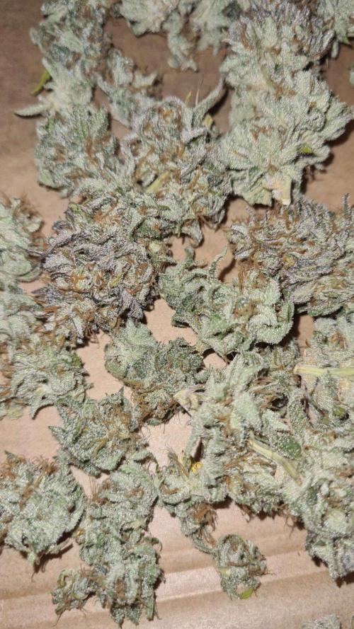 VzH / Cookies Companion. Week 14