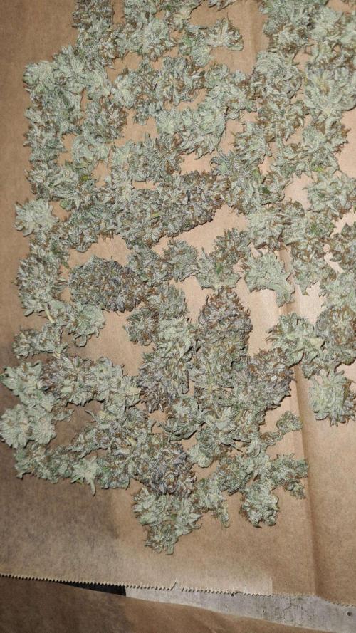 VzH / Cookies Companion. Week 14