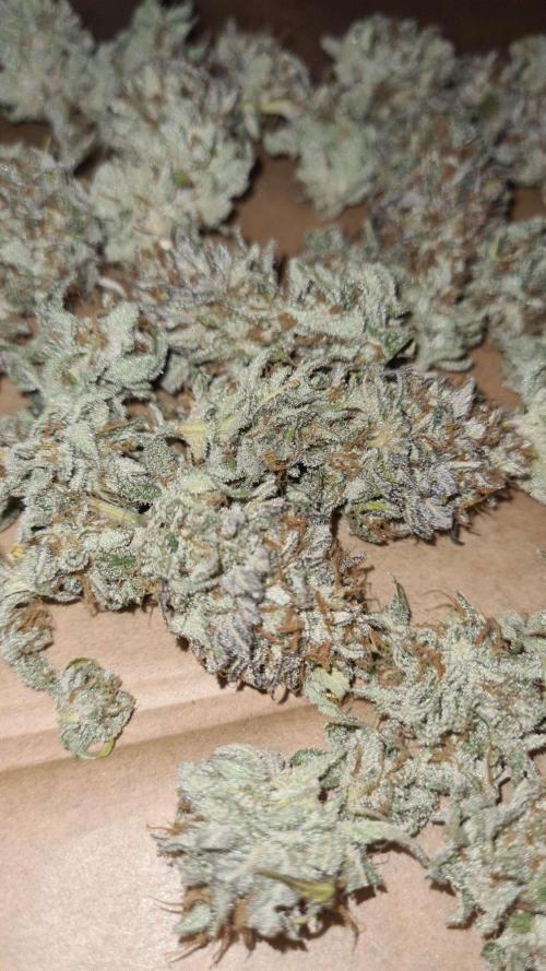 VzH / Cookies Companion. Week 14