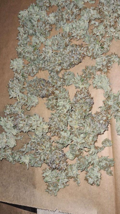 VzH / Cookies Companion. Week 14