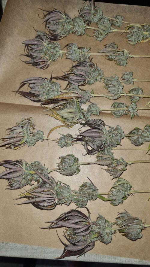 VzH / Cookies Companion. Week 14