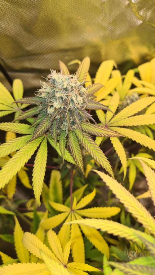 VzH / Citrus Companion. Week 10