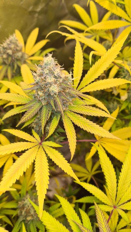 VzH / Citrus Companion. Week 10