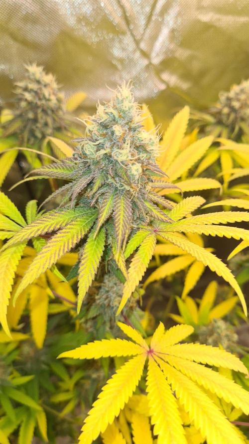 VzH / Citrus Companion. Week 10