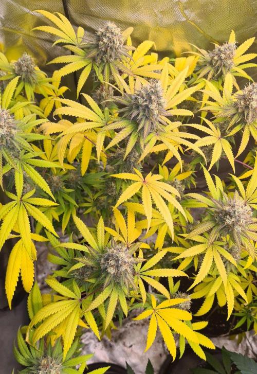 VzH / Citrus Companion. Week 10