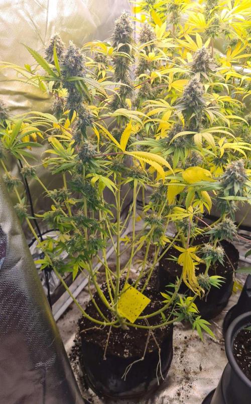 VzH / Citrus Companion. Week 10