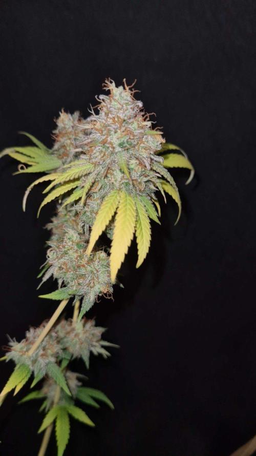 VzH / Citrus Companion. Week 12