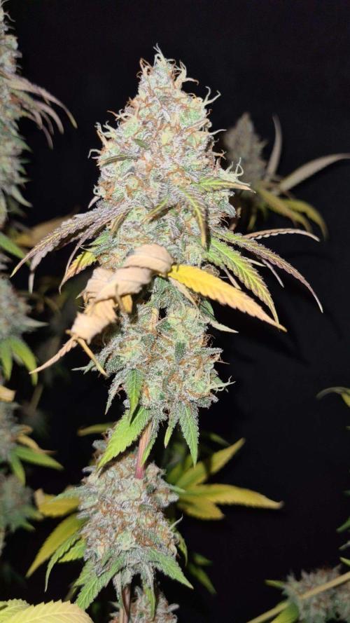 VzH / Citrus Companion. Week 12