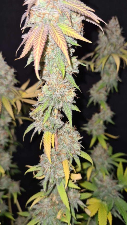 VzH / Citrus Companion. Week 12