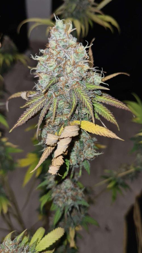 VzH / Citrus Companion. Week 12