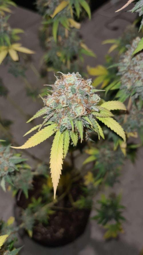 VzH / Citrus Companion. Week 12
