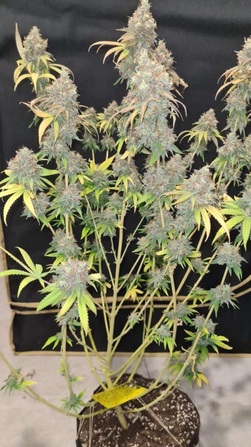 VzH / Citrus Companion. Week 12