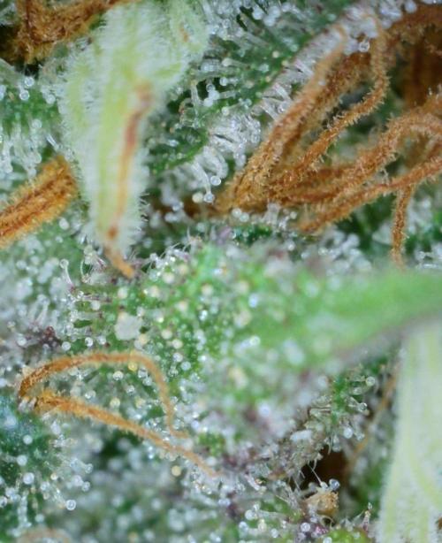 VzH / Citrus Companion. Week 12