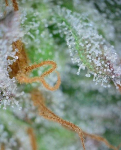 VzH / Citrus Companion. Week 12