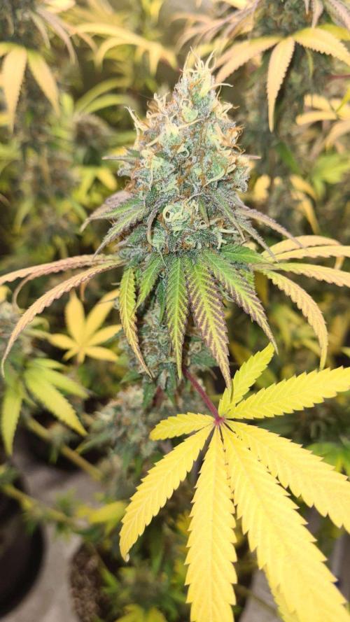VzH / Citrus Companion. Week 11