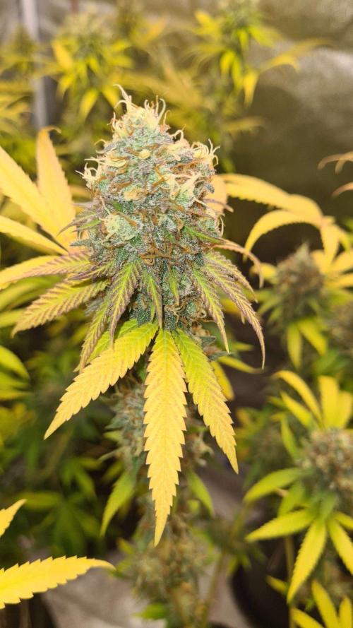 VzH / Citrus Companion. Week 11
