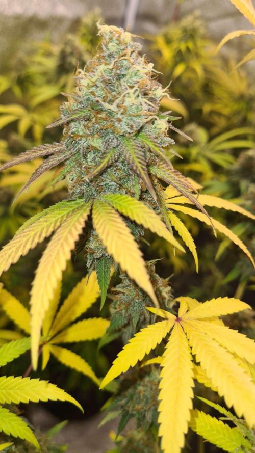 VzH / Citrus Companion. Week 11