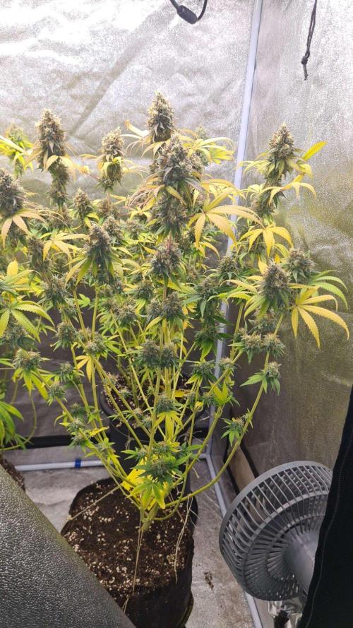 VzH / Citrus Companion. Week 11
