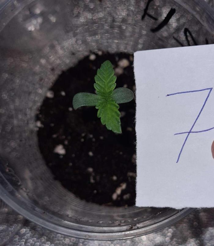 VzH / Cookies Companion # 7. Week 1