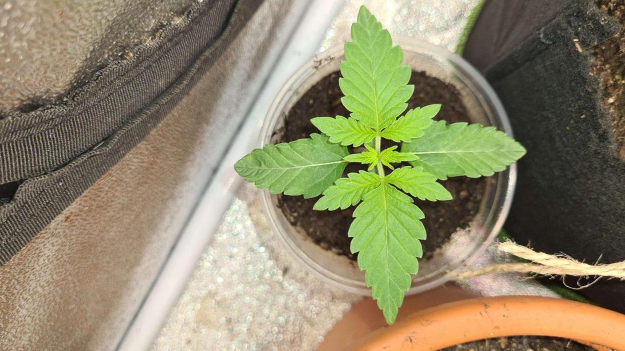 VzH / Cookies Companion # 7. Week 2
