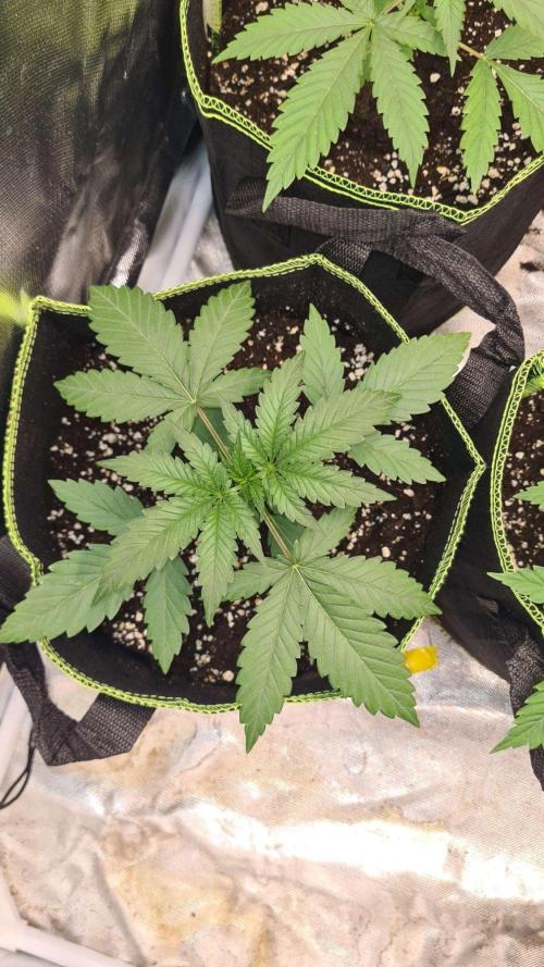VzH / Cookies Companion # 7. Week 3