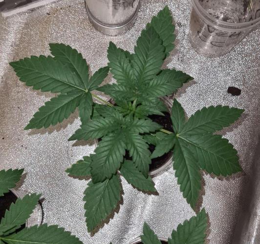 VzH / Cookies Companion # 7. Week 3