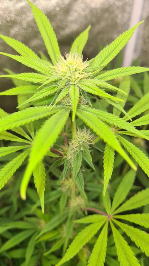VzH / Cookies Companion # 7. Week 6