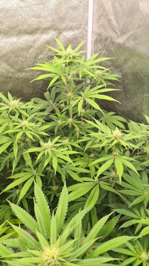 VzH / Cookies Companion # 7. Week 6