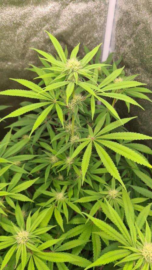 VzH / Cookies Companion # 7. Week 6