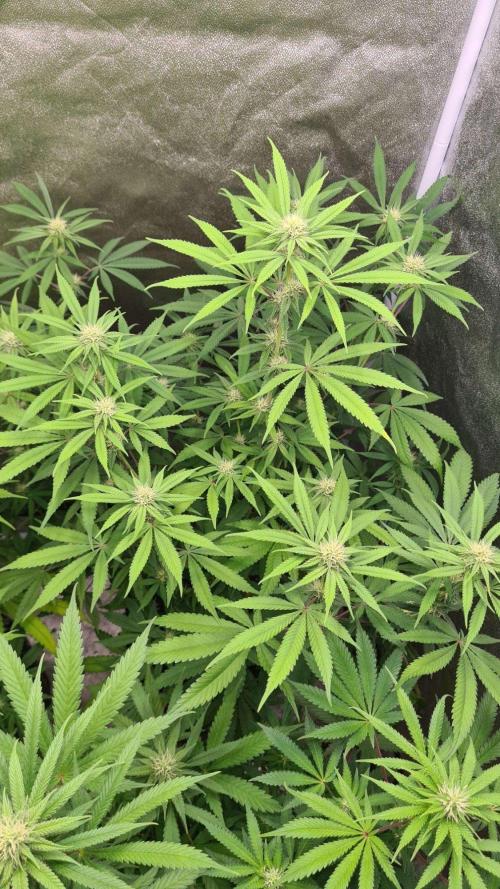 VzH / Cookies Companion # 7. Week 6