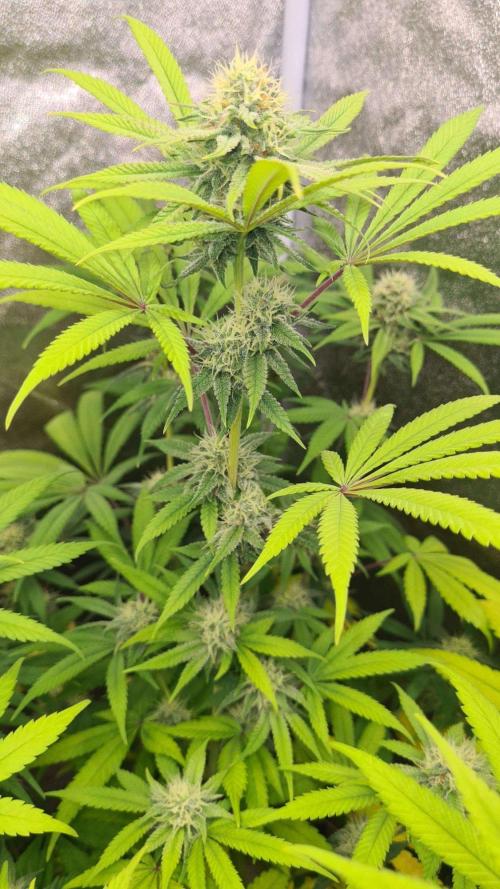 VzH / Cookies Companion # 7. Week 7