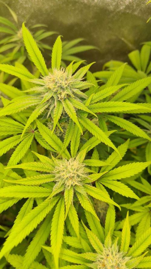 VzH / Cookies Companion # 7. Week 7