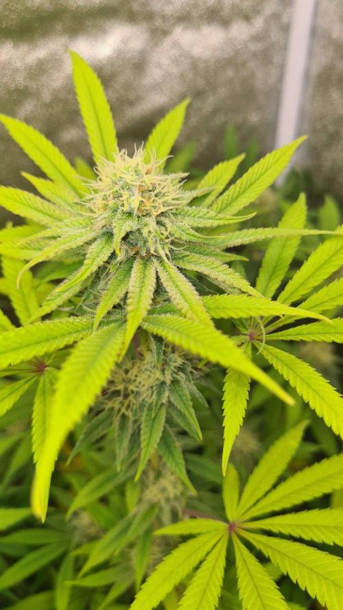 VzH / Cookies Companion # 7. Week 7