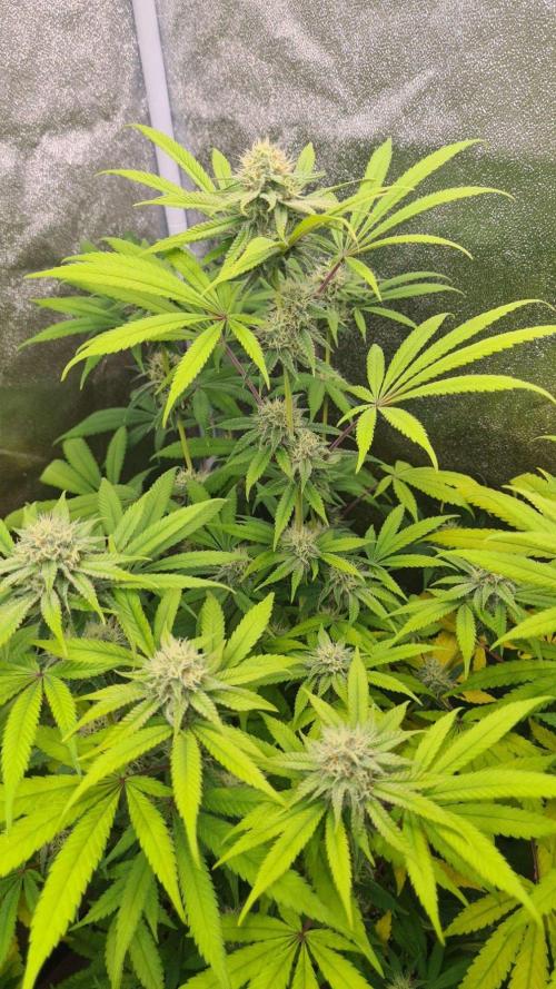 VzH / Cookies Companion # 7. Week 7
