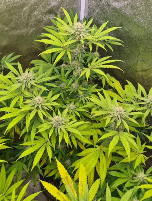 VzH / Cookies Companion # 7. Week 7