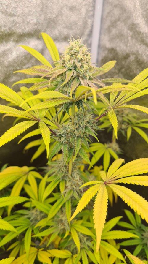 VzH / Cookies Companion # 7. Week 8
