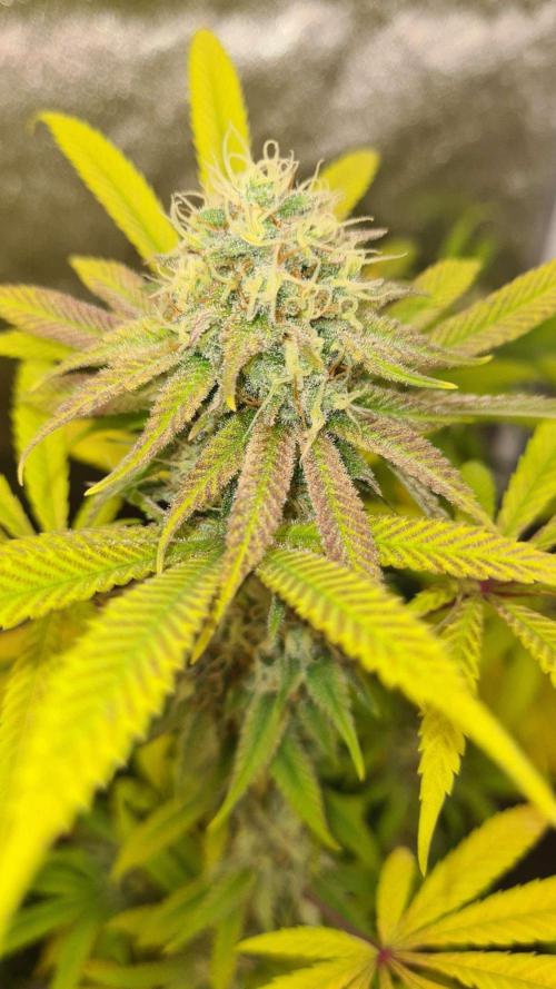 VzH / Cookies Companion # 7. Week 8