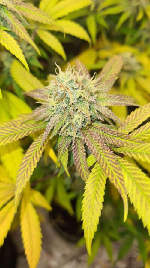 VzH / Cookies Companion # 7. Week 8